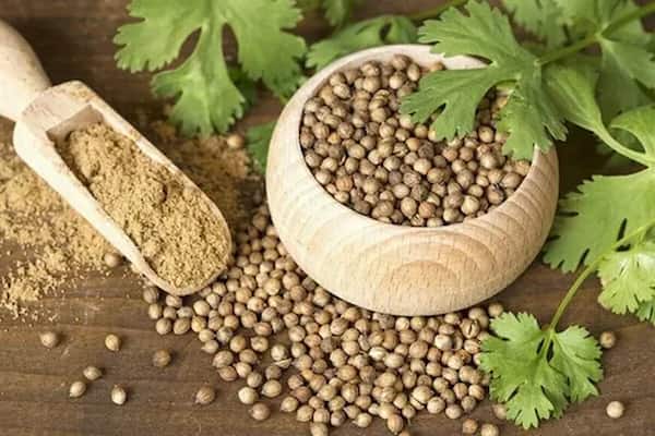 خرید و فروش تخم گشنیز نهاوند با شرایط فوق العاده